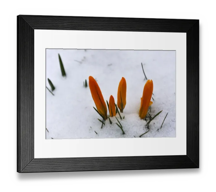 Framed Print : Orange crocus flowers -Crocus- in the snow, Eckental, Middle Franconia, Bavaria, Germany Framed Print : Orange crocus flowers -Crocus- in the snow, Eckental, Middle Franconia, Bavaria, Germany
