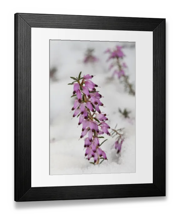Framed Print : Spring Heath -Erica carnea-, Germany Framed Print : Spring Heath -Erica carnea-, Germany
