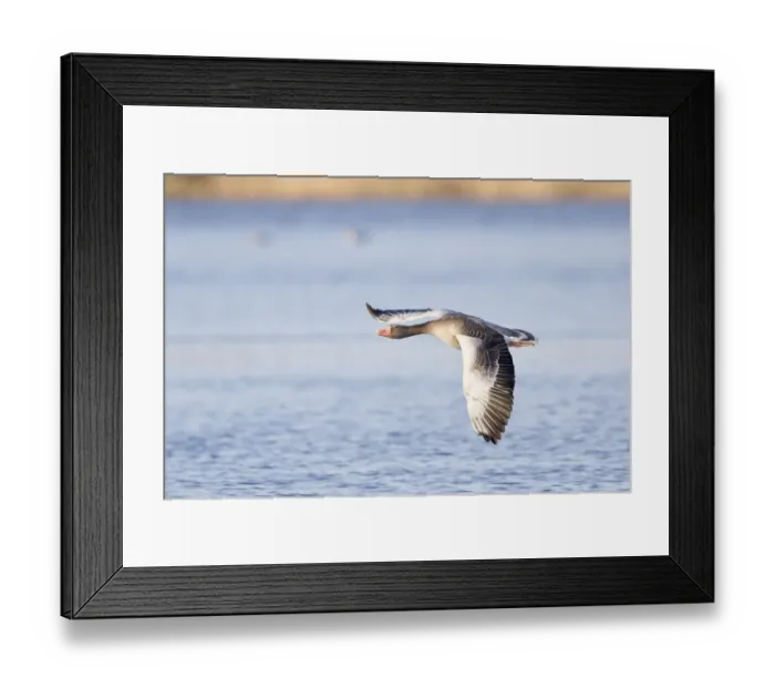 Framed Print : Greylag Goose -Anser anser- in flight over water, North Hesse, Hesse, Germany
