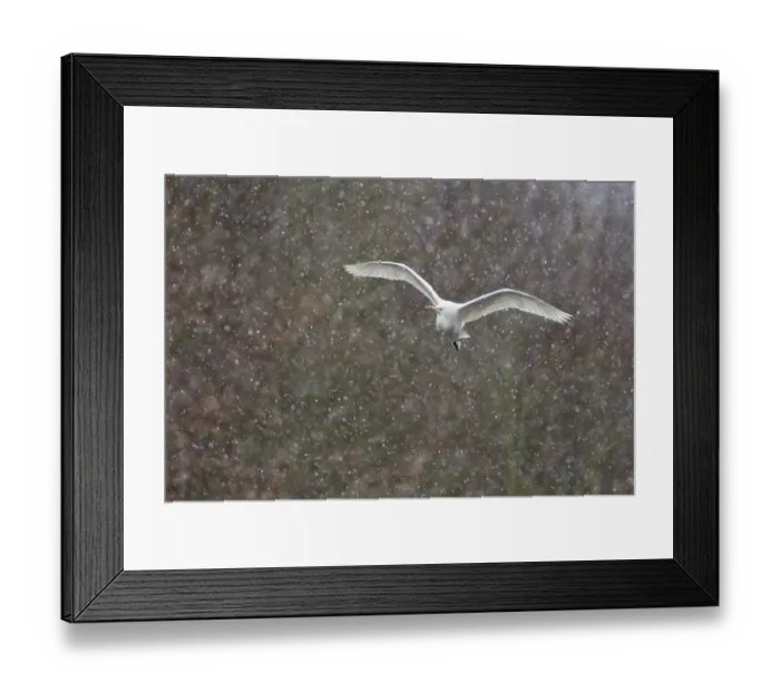 Framed Print : Great Egret -Ardea alba-, in flight during snowfall, North Hesse, Hesse, Germany Framed Print : Great Egret -Ardea alba-, in flight during snowfall, North Hesse, Hesse, Germany
