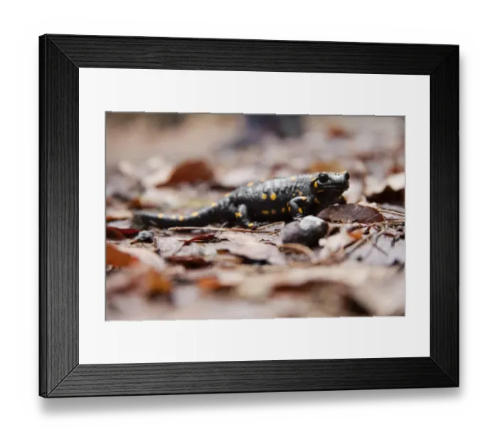 Framed Print : Fire Salamander -Salamandra salamandra-, Styria, Austria Framed Print : Fire Salamander -Salamandra salamandra-, Styria, Austria