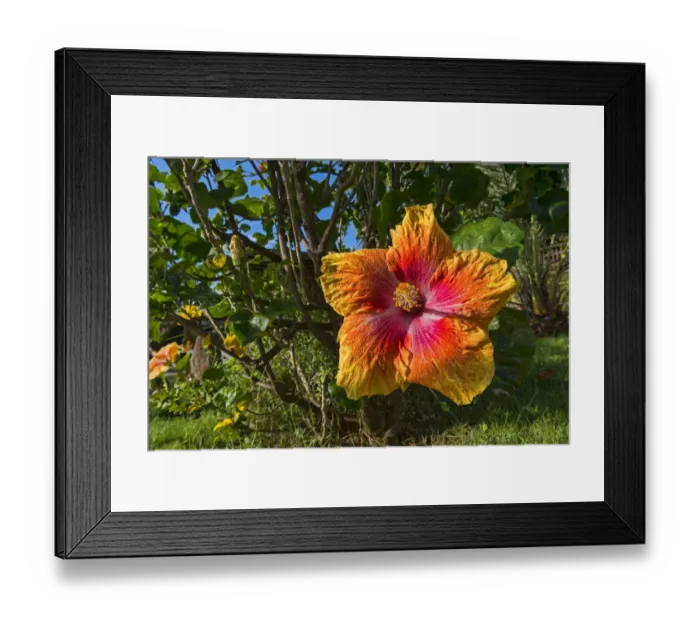 Framed Print : Hibiscus flower, Mo orea, French Polynesia Framed Print : Hibiscus flower, Mo orea, French Polynesia