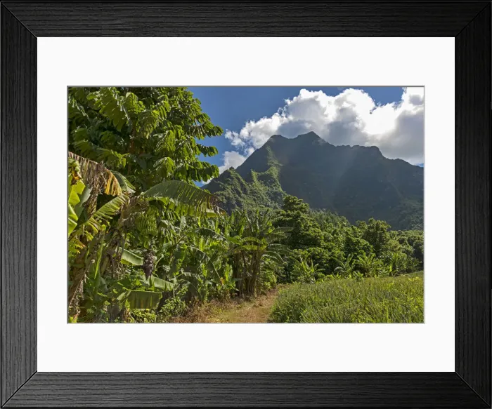 Framed Print : Banana plants, Mo orea, French Polynesia Framed Print : Banana plants, Mo orea, French Polynesia