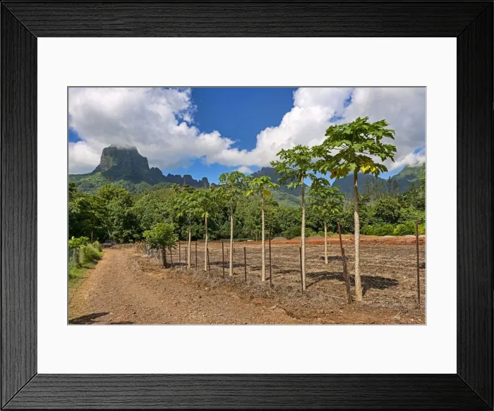 Framed Print : Papaya plantation, Mo orea, French Polynesia Framed Print : Papaya plantation, Mo orea, French Polynesia