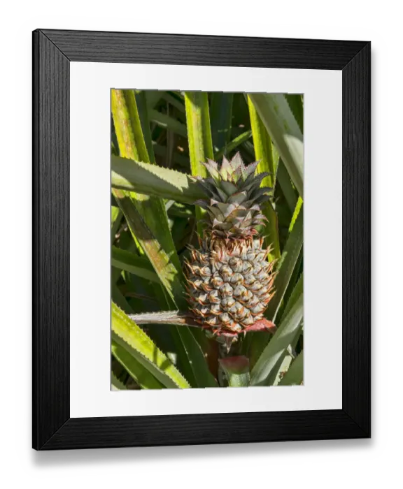 Framed Print : Hawaiian pineapple -Ananas sp. -, Mo orea, French Polynesia