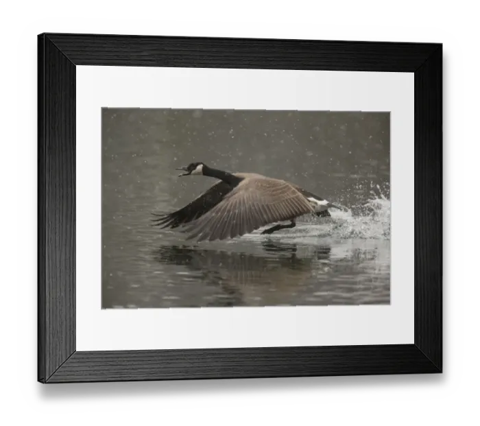 Framed Print : Canada Goose -Branta canadensis-, Oesinghausen, Bergisches Land, North Rhine-Westphalia, Germany