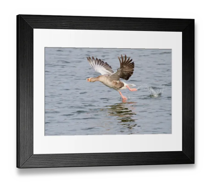 Framed Print : Greylag Goose -Anser anser- taking off from water, North Hesse, Hesse, Germany Framed Print : Greylag Goose -Anser anser- taking off from water, North Hesse, Hesse, Germany