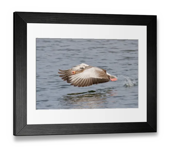 Framed Print : Greylag Goose -Anser anser- taking off from water, North Hesse, Hesse, Germany Framed Print : Greylag Goose -Anser anser- taking off from water, North Hesse, Hesse, Germany