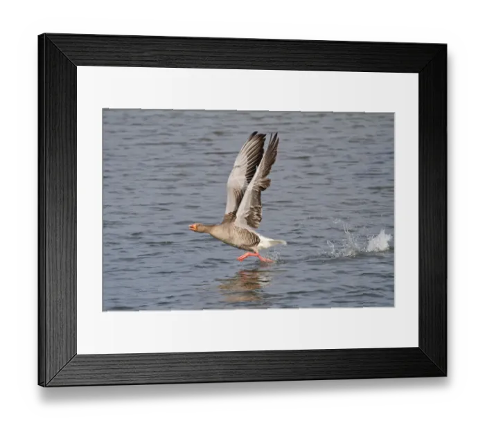 Framed Print : Greylag Goose -Anser anser- taking off from water, North Hesse, Hesse, Germany Framed Print : Greylag Goose -Anser anser- taking off from water, North Hesse, Hesse, Germany