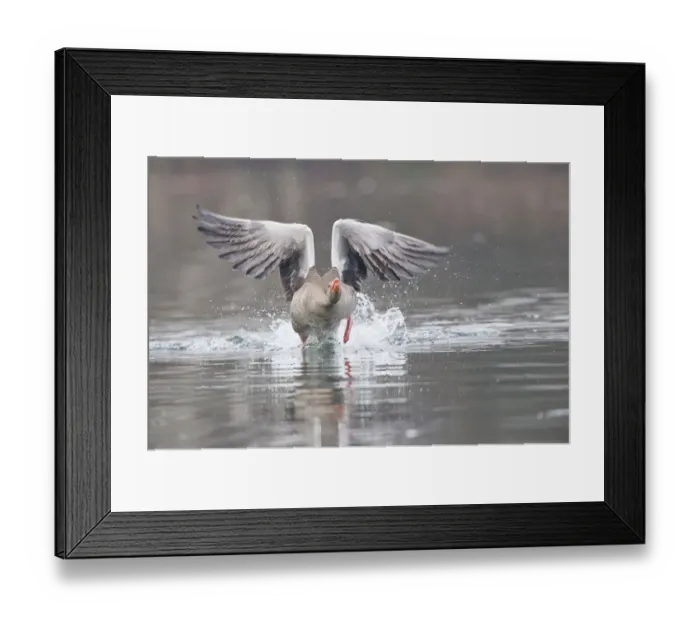 Framed Print : Greylag Goose -Anser anser- taking off from water, North Hesse, Hesse, Germany Framed Print : Greylag Goose -Anser anser- taking off from water, North Hesse, Hesse, Germany