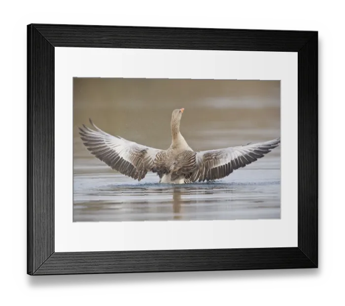 Framed Print : Greylag Goose -Anser anser- spreading its wings, North Hesse, Hesse, Germany Framed Print : Greylag Goose -Anser anser- spreading its wings, North Hesse, Hesse, Germany