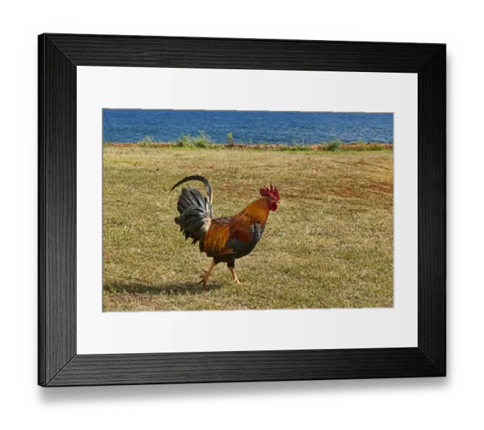 Framed Print : Rooster at the beach, Kauai, Hawaii, United States Framed Print : Rooster at the beach, Kauai, Hawaii, United States