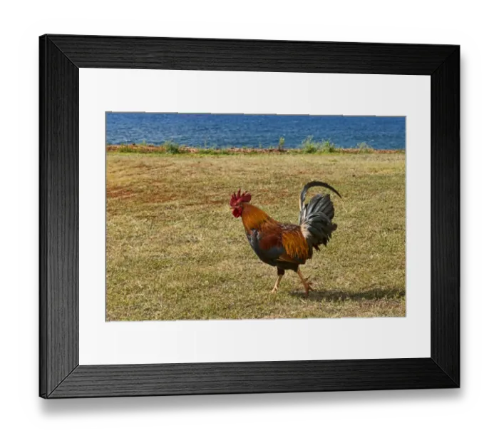 Framed Print : Rooster at the beach, Kauai, Hawaii, United States Framed Print : Rooster at the beach, Kauai, Hawaii, United States