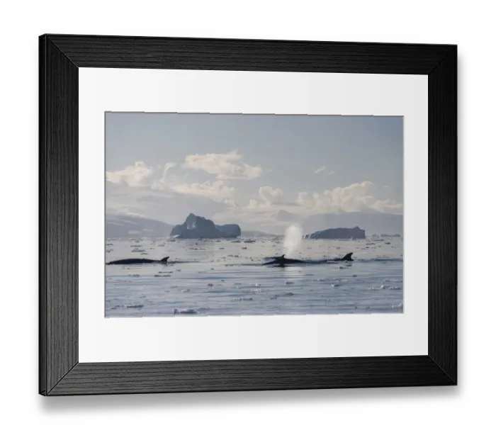Framed Print : Pod of Antarctic Minke Whales -Balaenoptera bonaerensis-, blowing, in front of icebergs, Gerlache Strait, Antarctic Peninsula, Antarctica Framed Print : Pod of Antarctic Minke Whales -Balaenoptera bonaerensis-, blowing, in front of icebergs, Gerlache Strait, Antarctic Peninsula, Antarctica