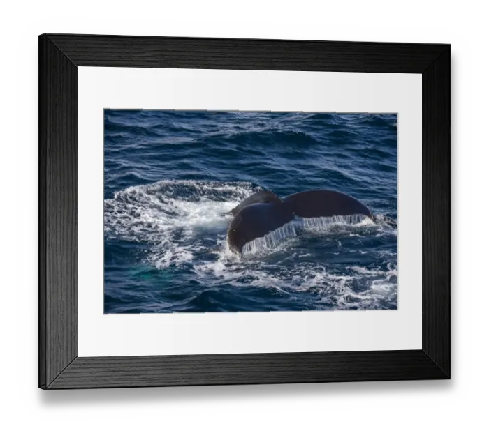 Framed Print : Fluke of a Humpback Whale -Megaptera novaeangliae-, diving, Gerlache Strait, Antarctic Peninsula, Antarctica Framed Print : Fluke of a Humpback Whale -Megaptera novaeangliae-, diving, Gerlache Strait, Antarctic Peninsula, Antarctica