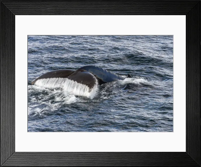 Framed Print : Fluke and fin of a Humpback Whale -Megaptera novaeangliae-, diving, Gerlache Strait, Antarctic Peninsula, Antarctica Framed Print : Fluke and fin of a Humpback Whale -Megaptera novaeangliae-, diving, Gerlache Strait, Antarctic Peninsula, Antarctica
