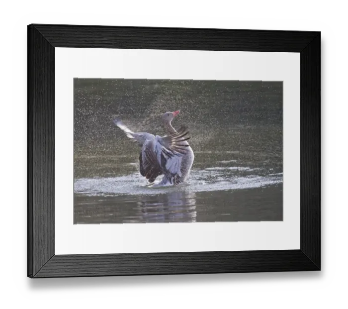 Framed Print : Greylag Goose -Anser anser- beating its wings, North Hesse, Hesse, Germany