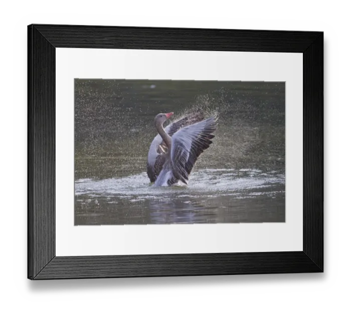 Framed Print : Greylag Goose -Anser anser- beating its wings, North Hesse, Hesse, Germany