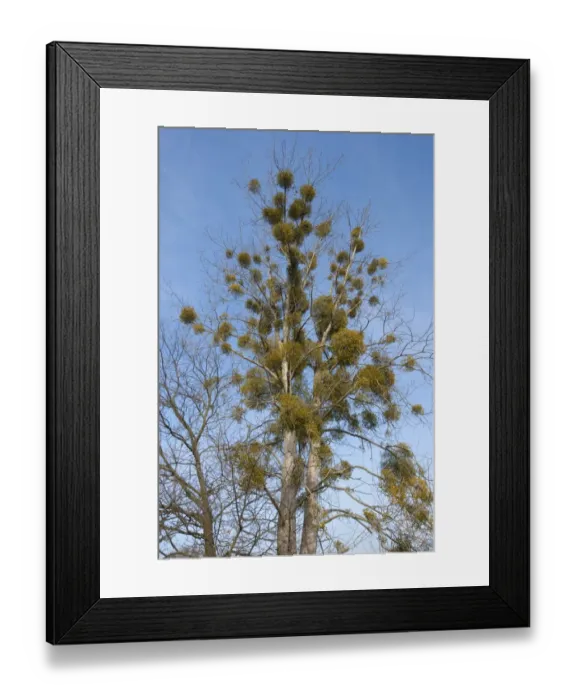 Framed Print : European Mistletoe or Common Mistletoe -Viscum album- growing on a Poplar tree -Populus sp-, Saxony-Anhalt, Germany Framed Print : European Mistletoe or Common Mistletoe -Viscum album- growing on a Poplar tree -Populus sp-, Saxony-Anhalt, Germany