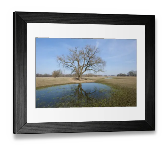 Framed Print : Elbe River floodplains with a Willow tree -Salix spp. -, after the snow melt, near Dessau-Rosslau, Middle Elbe Biosphere Reserve, Saxony-Anhalt, Germany Framed Print : Elbe River floodplains with a Willow tree -Salix spp. -, after the snow melt, near Dessau-Rosslau, Middle Elbe Biosphere Reserve, Saxony-Anhalt, Germany