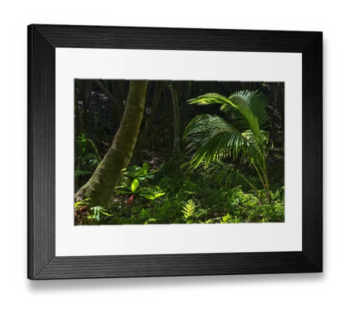 Framed Print : Rainforest, Kauai, Hawaii, United States Framed Print : Rainforest, Kauai, Hawaii, United States