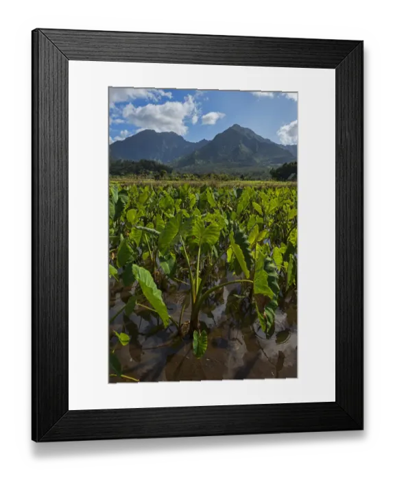 Framed Print : Field with taro plants, Kauai, Hawaii, United States Framed Print : Field with taro plants, Kauai, Hawaii, United States