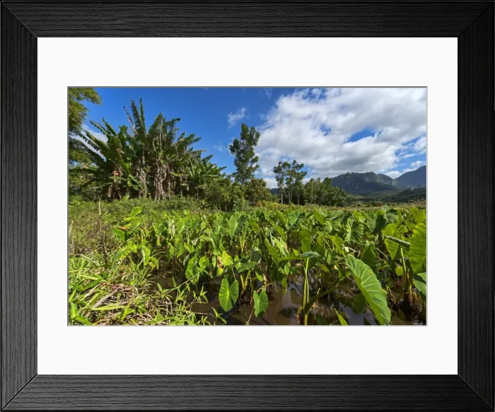 Framed Print : Field with taro plants, Kauai, Hawaii, United States Framed Print : Field with taro plants, Kauai, Hawaii, United States