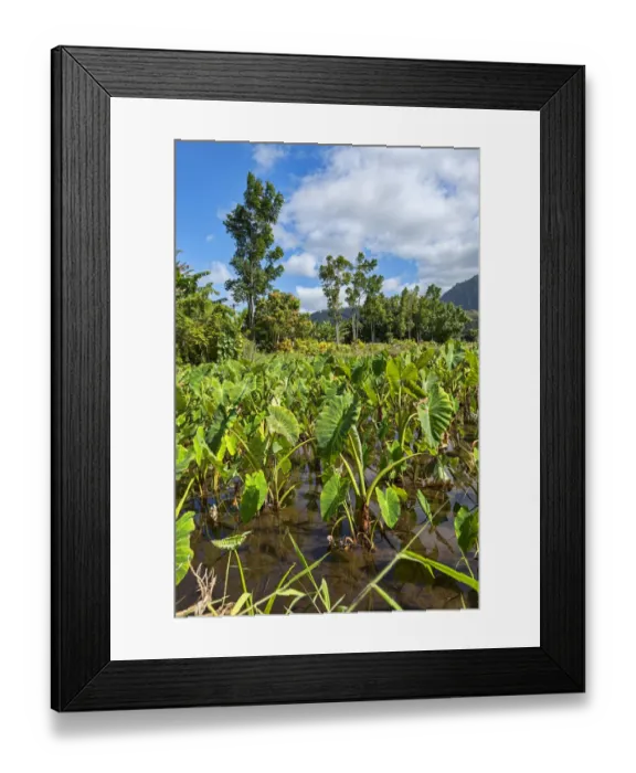 Framed Print : Field with taro plants, Kauai, Hawaii, United States Framed Print : Field with taro plants, Kauai, Hawaii, United States