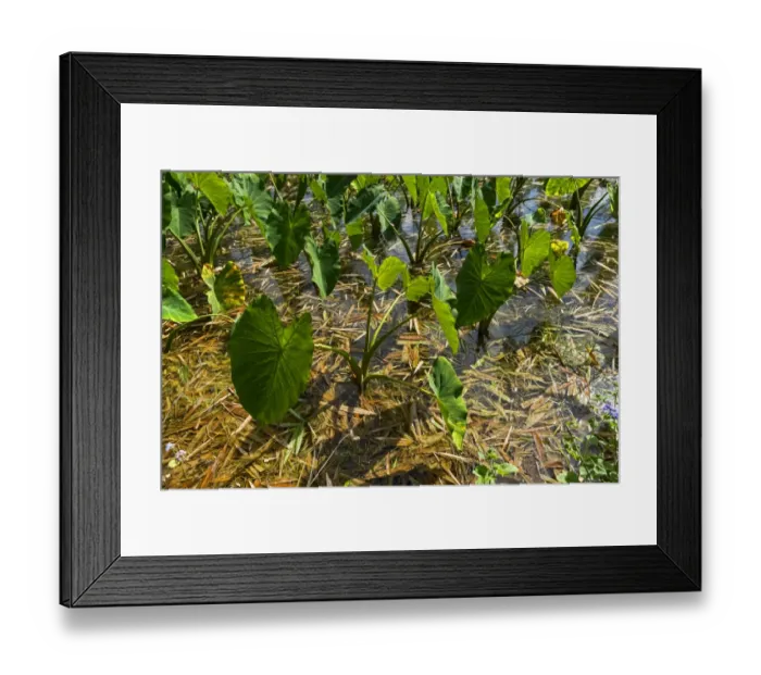 Framed Print : Taro plants, Kauai, Hawaii, United States Framed Print : Taro plants, Kauai, Hawaii, United States