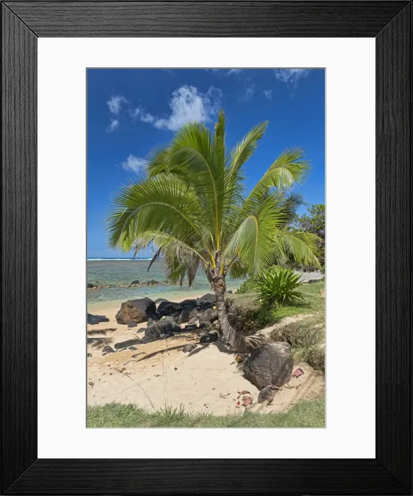 Framed Print : Palm tree on the beach, Kauai, Hawaii, United States Framed Print : Palm tree on the beach, Kauai, Hawaii, United States