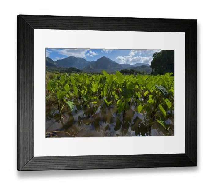 Framed Print : Field with Taro, Kauai, Hawaii, United States Framed Print : Field with Taro, Kauai, Hawaii, United States