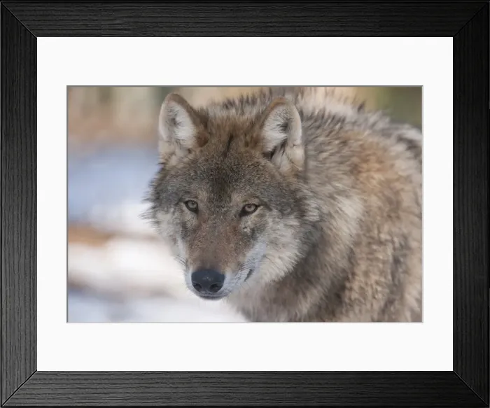 Framed Print : Wolf -Canis lupus-, captive, Bavaria, Germany Framed Print : Wolf -Canis lupus-, captive, Bavaria, Germany