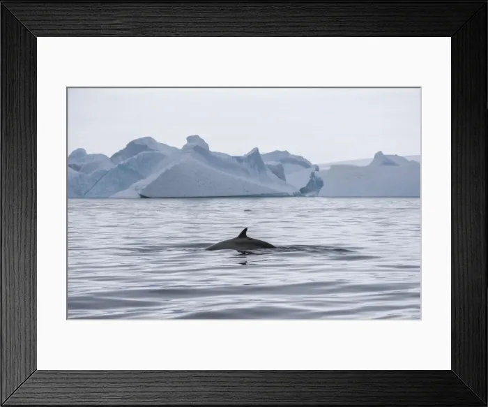Framed Print : Antarctic Minke Whale -Balaenoptera bonaerensis-, back and fin, in front of icebergs, Gerlache Strait, Antarctic Peninsula, Antarctica Framed Print : Antarctic Minke Whale -Balaenoptera bonaerensis-, back and fin, in front of icebergs, Gerlache Strait, Antarctic Peninsula, Antarctica
