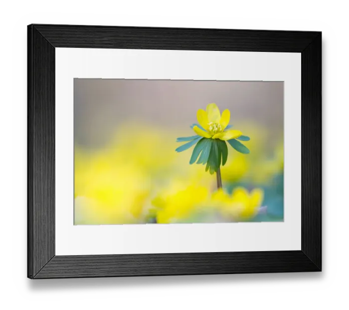 Framed Print : Winter Aconite -Eranthis hyemalis-, North Hesse, Hesse, Germany Framed Print : Winter Aconite -Eranthis hyemalis-, North Hesse, Hesse, Germany