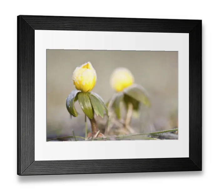 Framed Print : Winter Aconite -Eranthis hyemalis- with hoar frost, North Hesse, Hesse, Germany Framed Print : Winter Aconite -Eranthis hyemalis- with hoar frost, North Hesse, Hesse, Germany