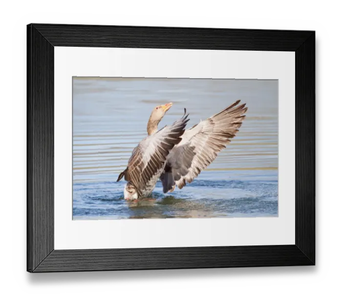 Framed Print : Greylag Goose -Anser anser- beating its wings, North Hesse, Hesse, Germany