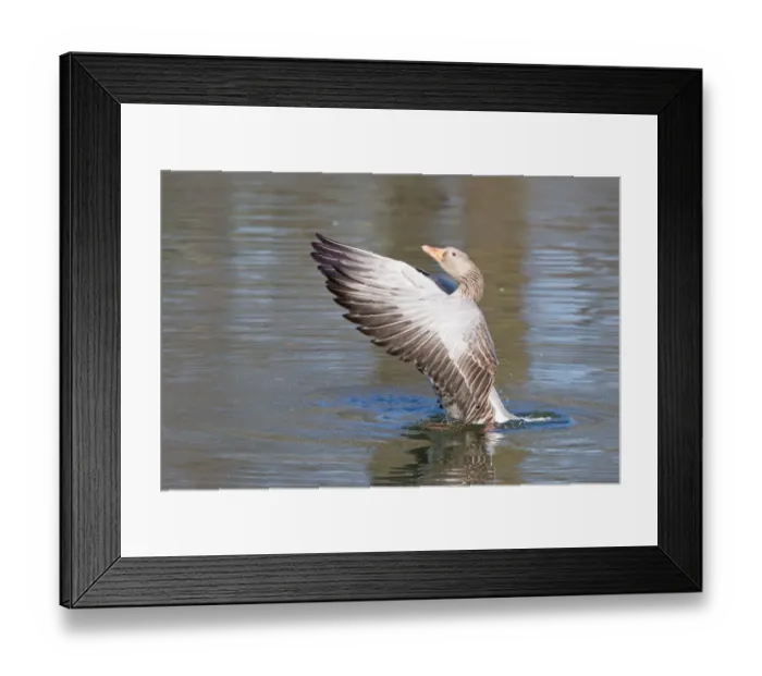 Framed Print : Greylag Goose -Anser anser- beating its wings, North Hesse, Hesse, Germany Framed Print : Greylag Goose -Anser anser- beating its wings, North Hesse, Hesse, Germany
