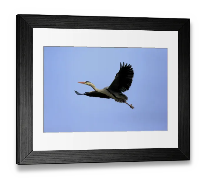 Framed Print : Grey Heron -Ardea cinerea-, adult in breeding plumage, flying, Baden-Wurttemberg, Germany Framed Print : Grey Heron -Ardea cinerea-, adult in breeding plumage, flying, Baden-Wurttemberg, Germany