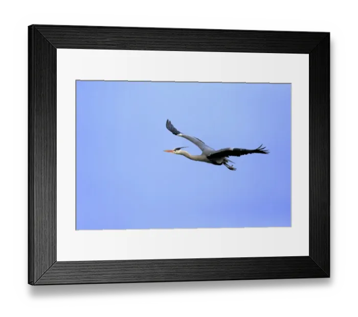 Framed Print : Grey Heron -Ardea cinerea-, adult in breeding plumage, flying, Baden-Wurttemberg, Germany Framed Print : Grey Heron -Ardea cinerea-, adult in breeding plumage, flying, Baden-Wurttemberg, Germany