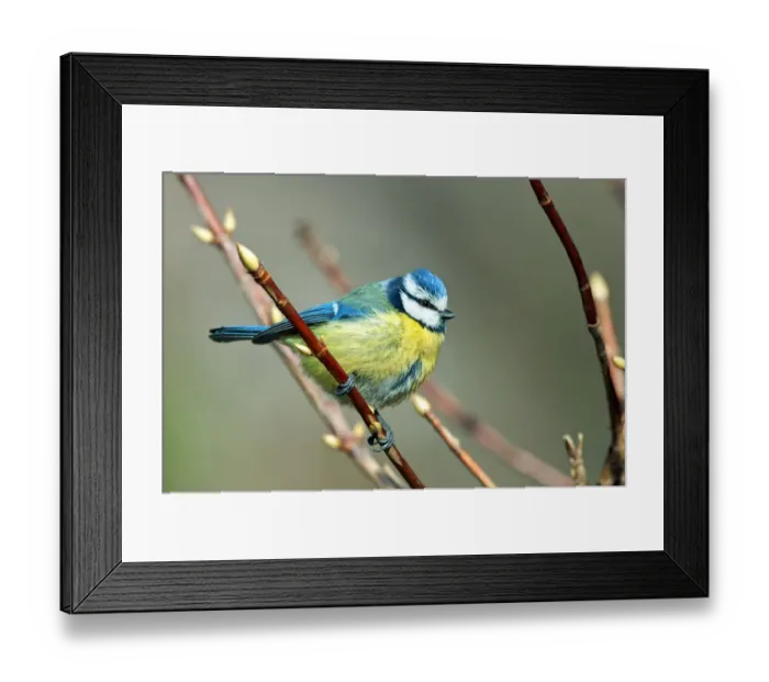 Framed Print : Blue Tit -Cyanistes caeruleus syn Parus caeruleus-, Canton of Geneva, Switzerland Framed Print : Blue Tit -Cyanistes caeruleus syn Parus caeruleus-, Canton of Geneva, Switzerland