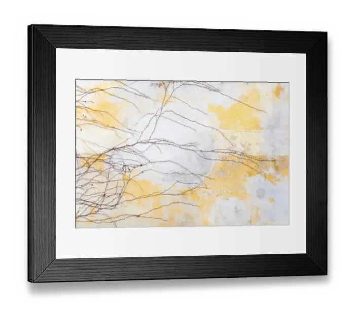 Framed Print : Boston Ivy on a wall in winter Framed Print : Boston Ivy on a wall in winter