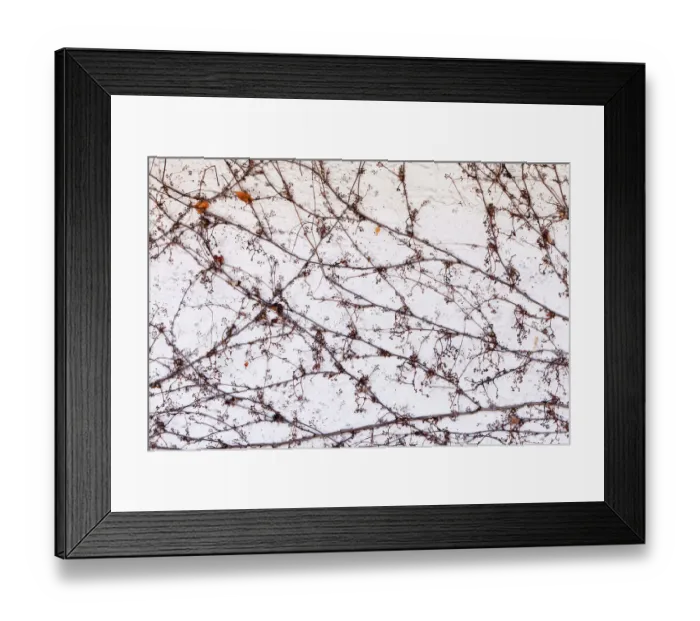 Framed Print : Boston Ivy on a wall in winter Framed Print : Boston Ivy on a wall in winter