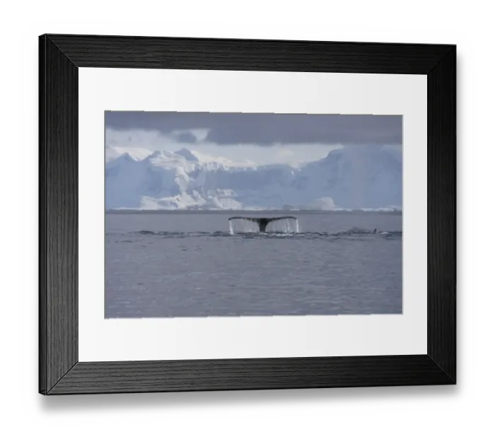 Framed Print : Fluke of a Humpback Whale -Megaptera novaeangliae-, diving, Gerlache Strait, Antarctic Peninsula, Antarctica Framed Print : Fluke of a Humpback Whale -Megaptera novaeangliae-, diving, Gerlache Strait, Antarctic Peninsula, Antarctica