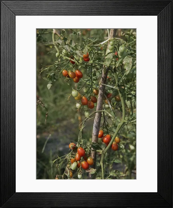 Framed Print : Tomato plantation, pink Thai egg plum tomatoes, Chiang Mai, Chiang Mai Province, Thailand Framed Print : Tomato plantation, pink Thai egg plum tomatoes, Chiang Mai, Chiang Mai Province, Thailand