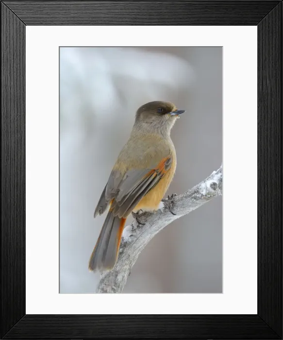 Framed Print : Siberian Jay -Perisoreus infaustus- on perch, Oulanka National Park, Kuusamo, Lapland, Finland Framed Print : Siberian Jay -Perisoreus infaustus- on perch, Oulanka National Park, Kuusamo, Lapland, Finland