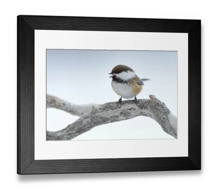 Framed Print : Siberian Tit or Alaska Chickadee -Poecile cinctus- perched on a pine branch in the snow, Oulanka National Park, Kuusamo, Lapland, Finland Framed Print : Siberian Tit or Alaska Chickadee -Poecile cinctus- perched on a pine branch in the snow, Oulanka National Park, Kuusamo, Lapland, Finland