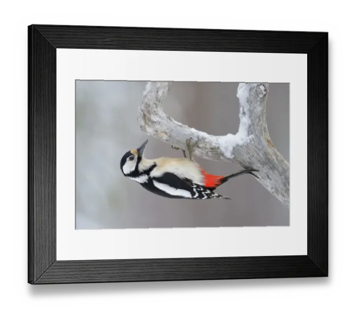 Framed Print : Great Spotted Woodpecker -Dendrocopos major- clinging to a pine branch, Oulanka National Park, Kuusamo, Lapland, Finland Framed Print : Great Spotted Woodpecker -Dendrocopos major- clinging to a pine branch, Oulanka National Park, Kuusamo, Lapland, Finland