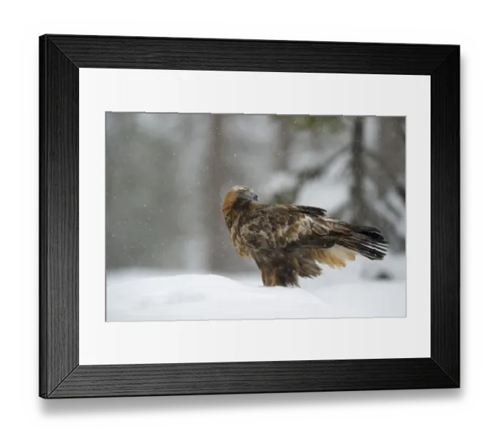 Framed Print : Golden Eagle -Aquila chrysaetos- standing in deep snow during snowfall, Oulanka National Park, Kuusamo, Lapland, Finland Framed Print : Golden Eagle -Aquila chrysaetos- standing in deep snow during snowfall, Oulanka National Park, Kuusamo, Lapland, Finland
