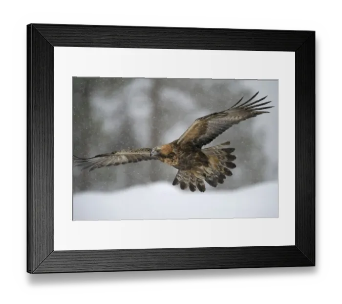 Framed Print : Golden Eagle -Aquila chrysaetos- in flight during snowfall, Oulanka National Park, Kuusamo, Lapland, Finland Framed Print : Golden Eagle -Aquila chrysaetos- in flight during snowfall, Oulanka National Park, Kuusamo, Lapland, Finland