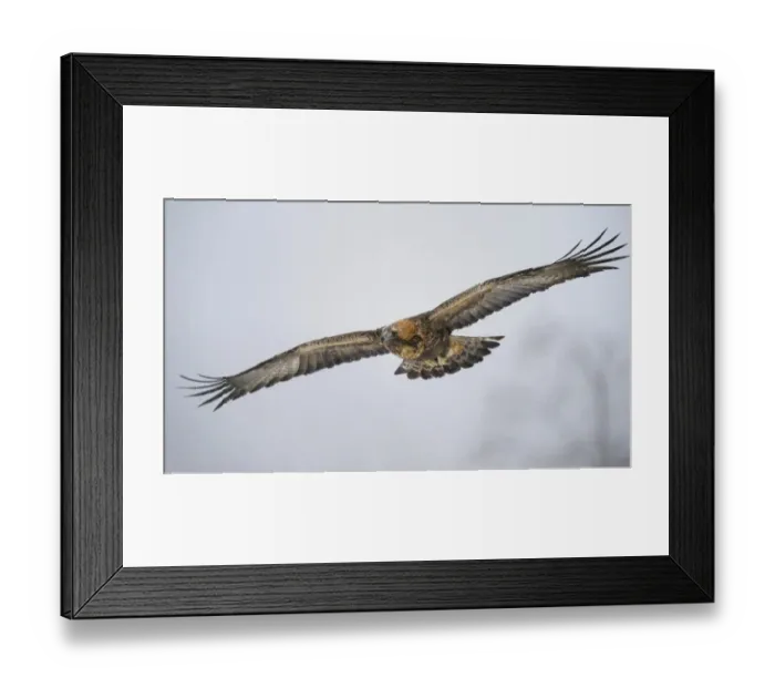 Framed Print : Golden Eagle -Aquila chrysaetos- in flight during snowfall, Oulanka National Park, Kuusamo, Lapland, Finland Framed Print : Golden Eagle -Aquila chrysaetos- in flight during snowfall, Oulanka National Park, Kuusamo, Lapland, Finland